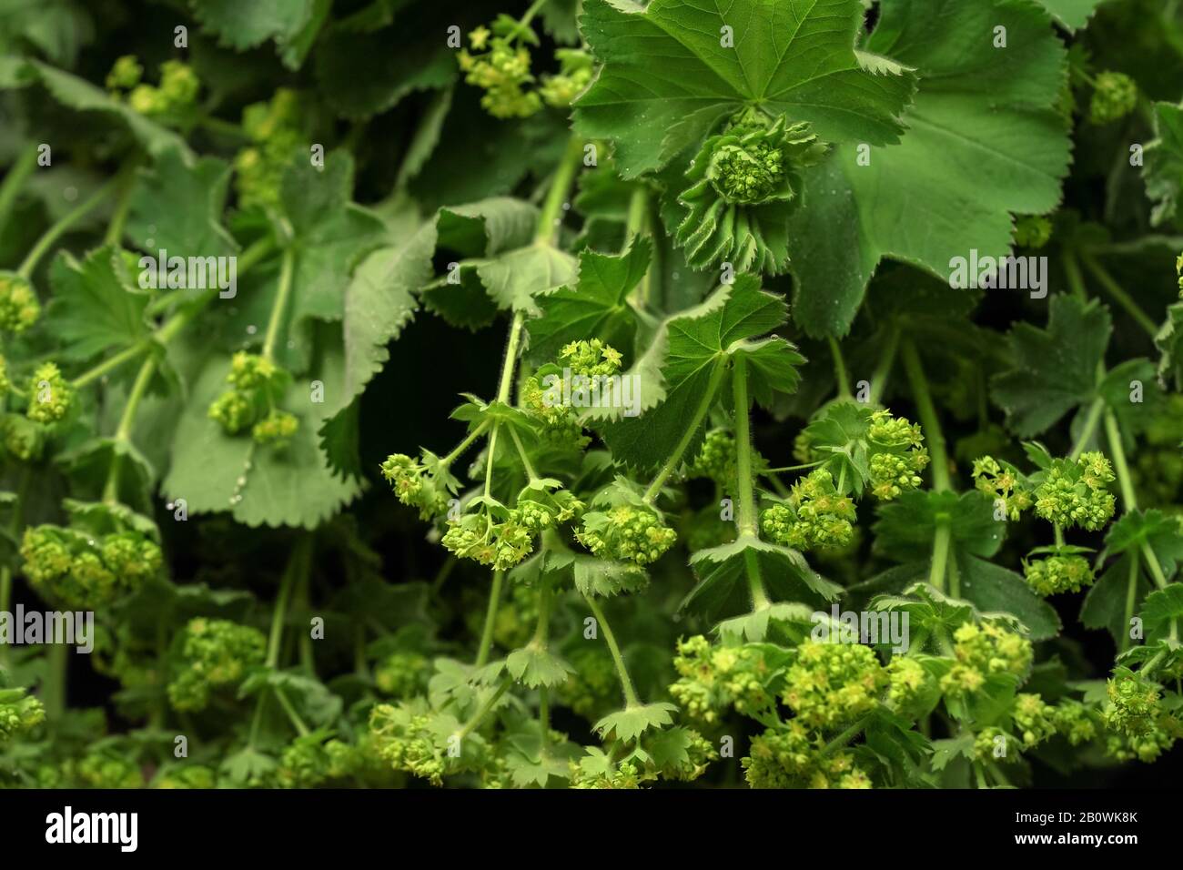 Mantello comune della signora - Alchemilla vulgaris - foglie e fiori in esposizione al mercato delle erbe Foto Stock