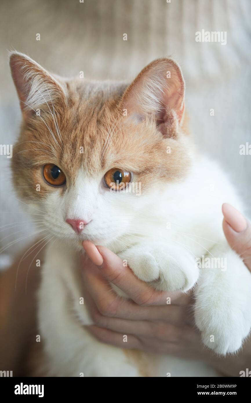 Primo piano delle mani femminili che le tengono il suo gatto domestico Foto Stock