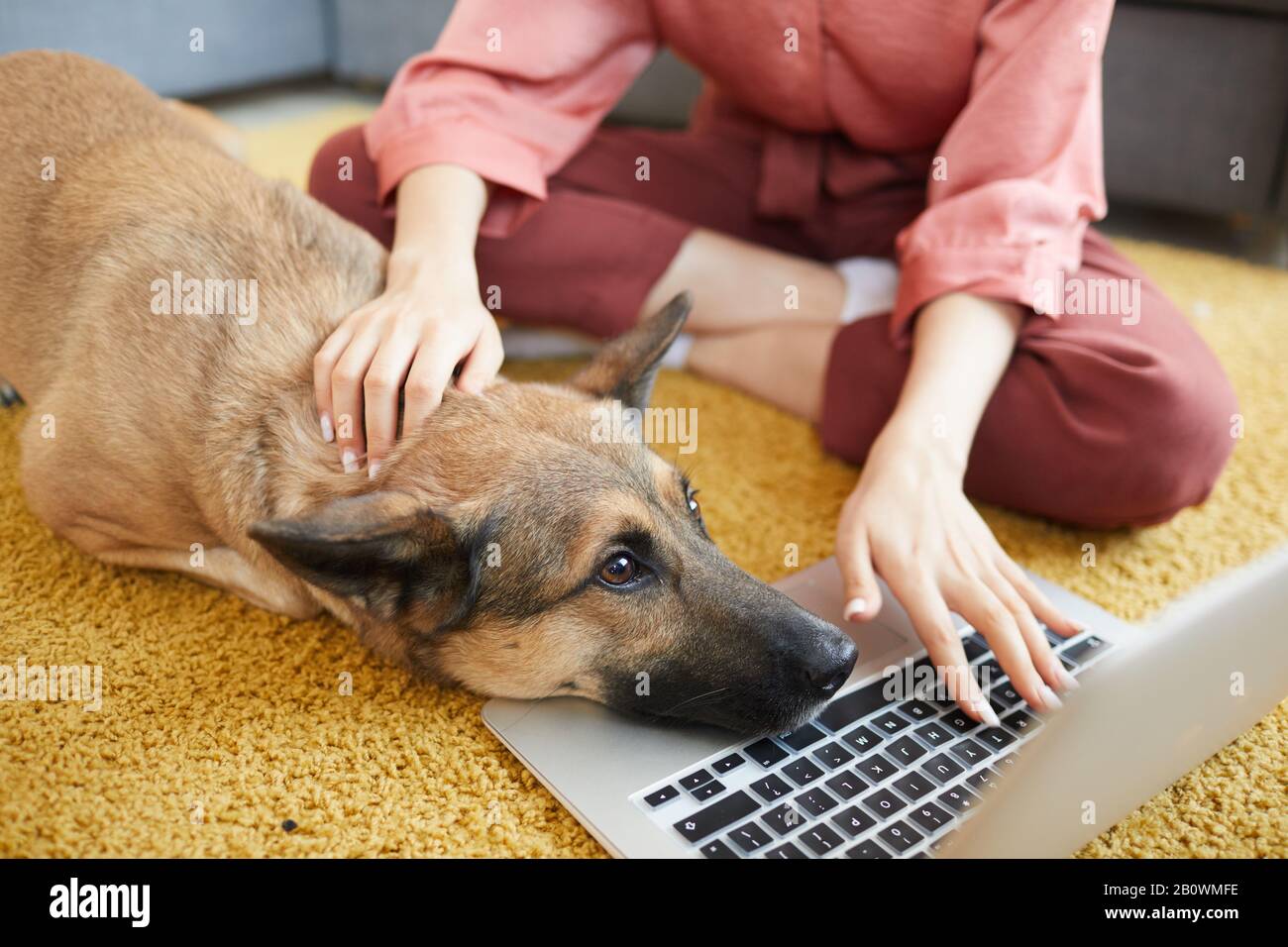 Primo piano di giovane donna seduto sul tappeto digitando sul computer portatile e accarezzando il suo bel cane a casa Foto Stock
