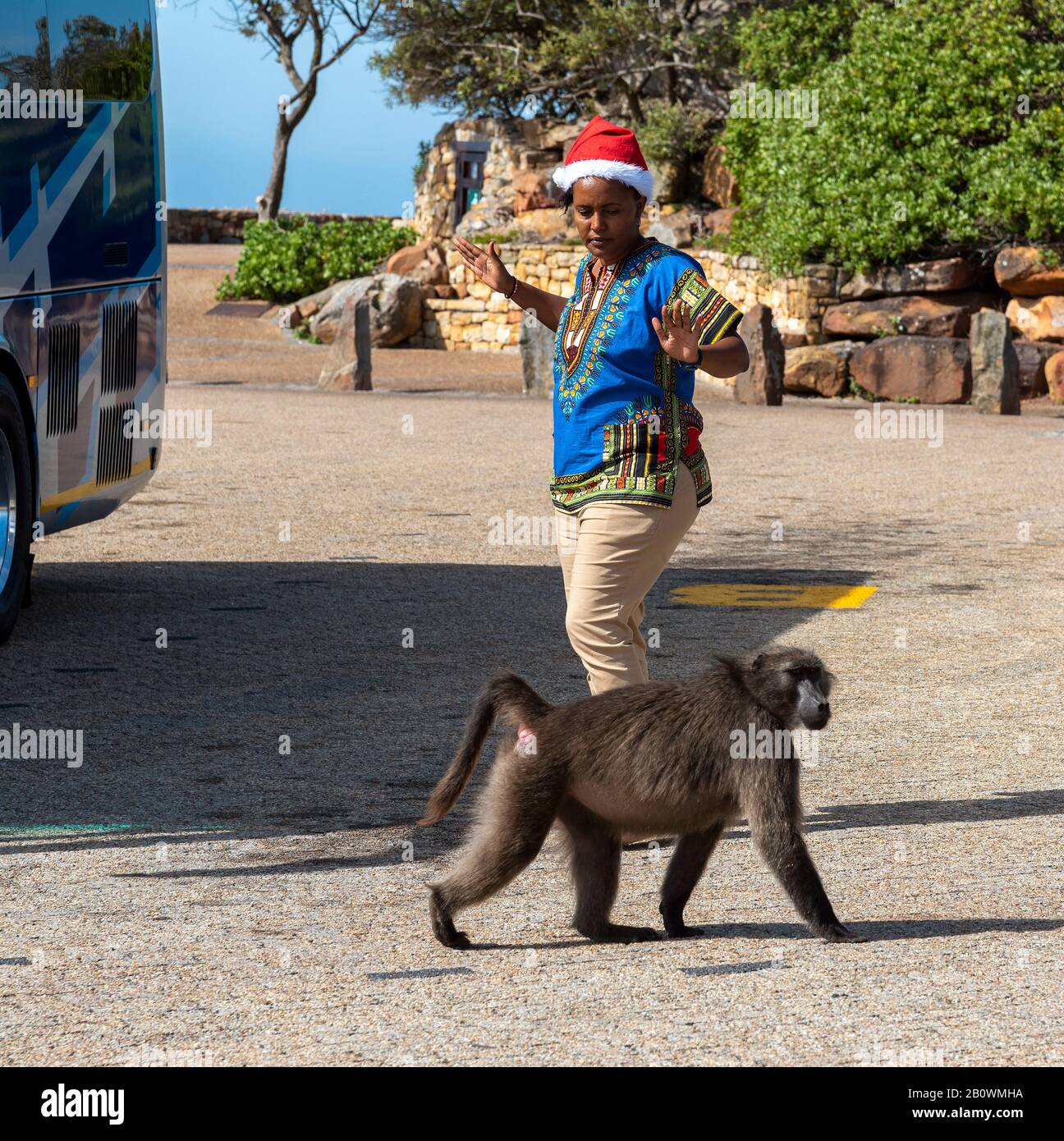 Cape Point, Sudafrica. Dicembre 2019. Donna turistica tiene le mani in fright come un grande babbuino corre oltre lei nel parcheggio pullman a Cape Point, Foto Stock