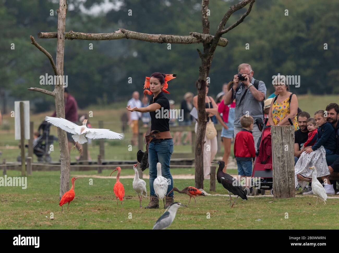 Mostra di volo allo Zoo e al Giardino Botanico di Branféré, Bretagne, Francia Foto Stock