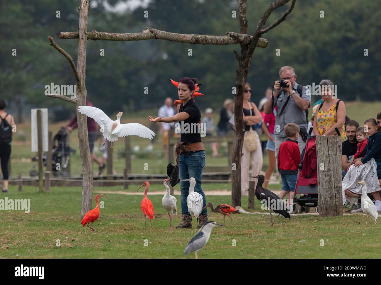Mostra di volo allo Zoo e al Giardino Botanico di Branféré, Bretagne, Francia Foto Stock