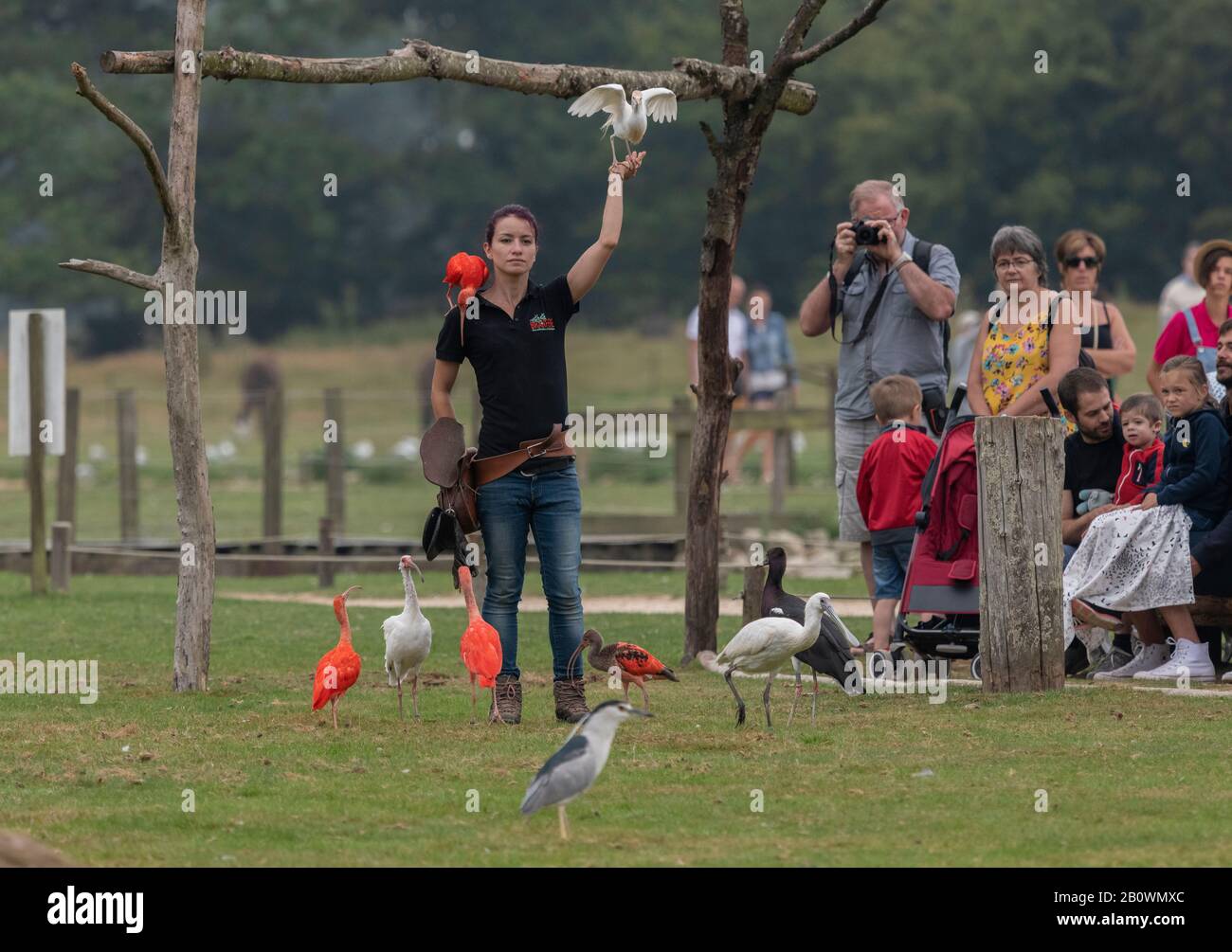 Mostra di volo allo Zoo e al Giardino Botanico di Branféré, Bretagne, Francia Foto Stock