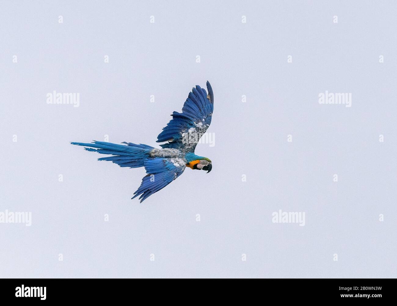 Macaw blu e giallo, Ara ararauna, in volo. Specie Di Pappagallo Sudamericano. Foto Stock