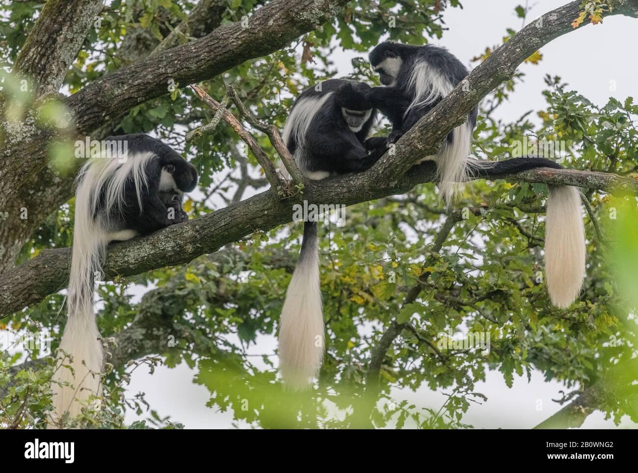 Guereza, guereza Colobus, governare in albero, allo Zoo e Giardino Botanico di Branféré, Bretagne, Francia Foto Stock