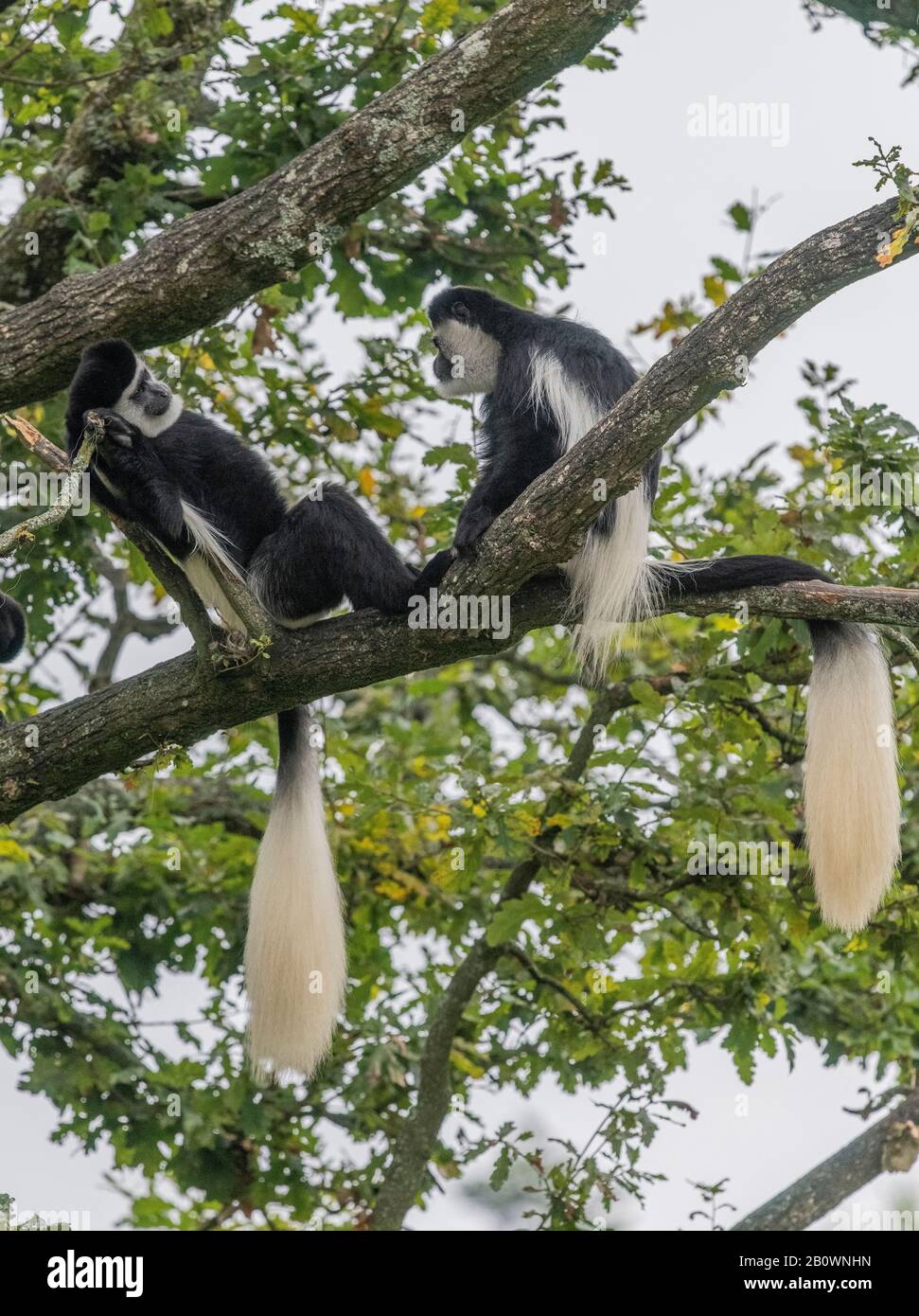 Guereza, guereza Colobus, governare in albero, allo Zoo e Giardino Botanico di Branféré, Bretagne, Francia Foto Stock