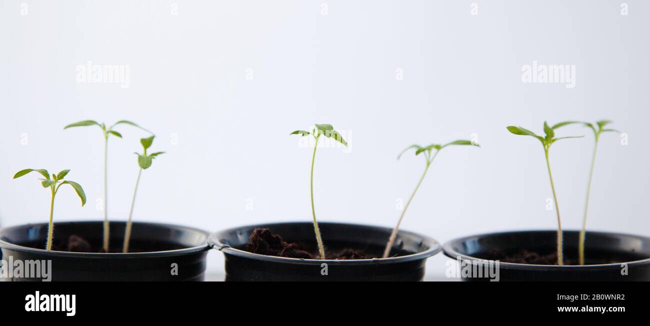 Alcuni germogli verdi in un POT.Seedlings del fiore in un tempo della molla del POT. Foto Stock