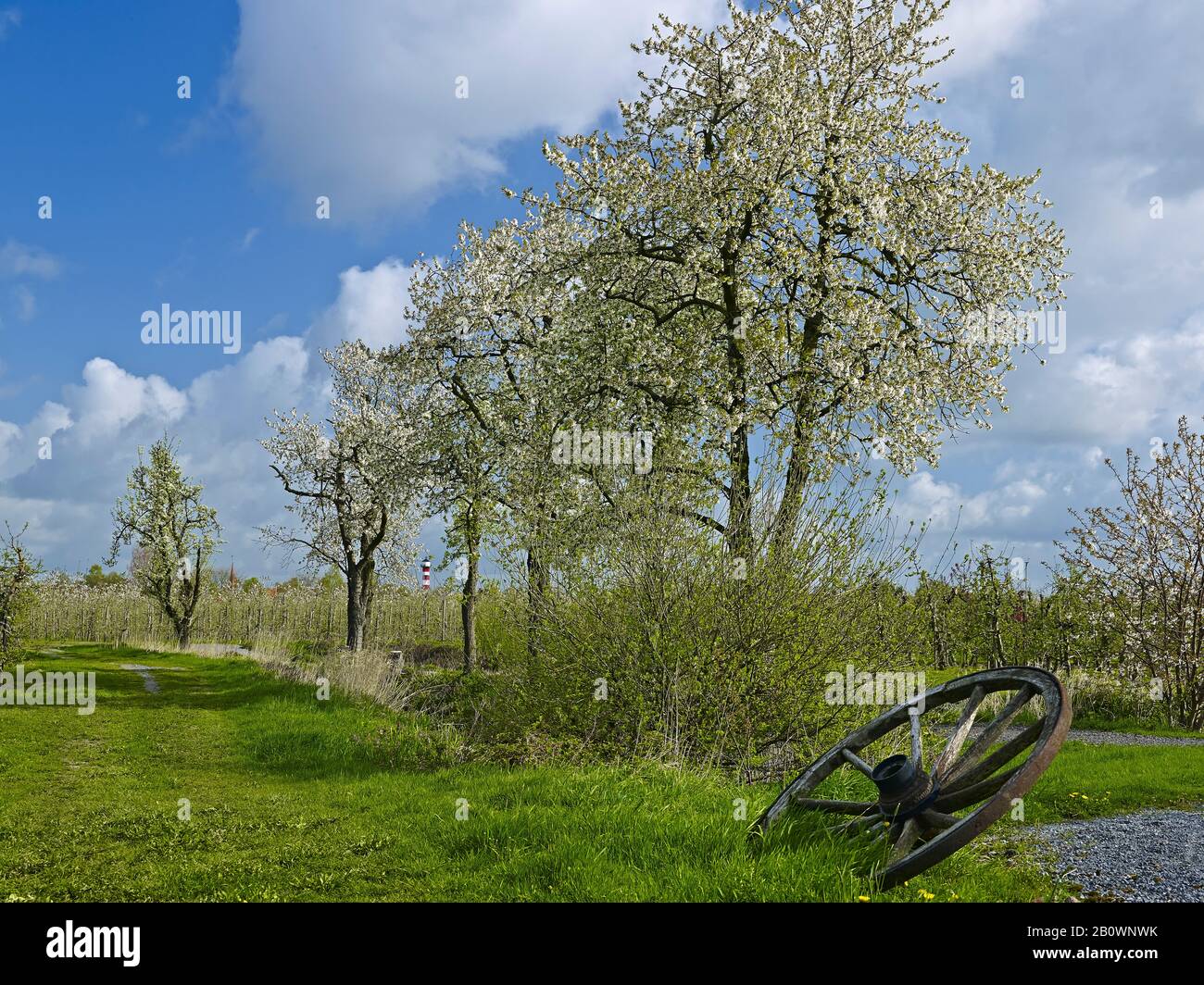 Giardino Frutticolo A Steinkirchen, Altes Land, Landkreis Stade, Bassa Sassonia, Germania, Europa Foto Stock