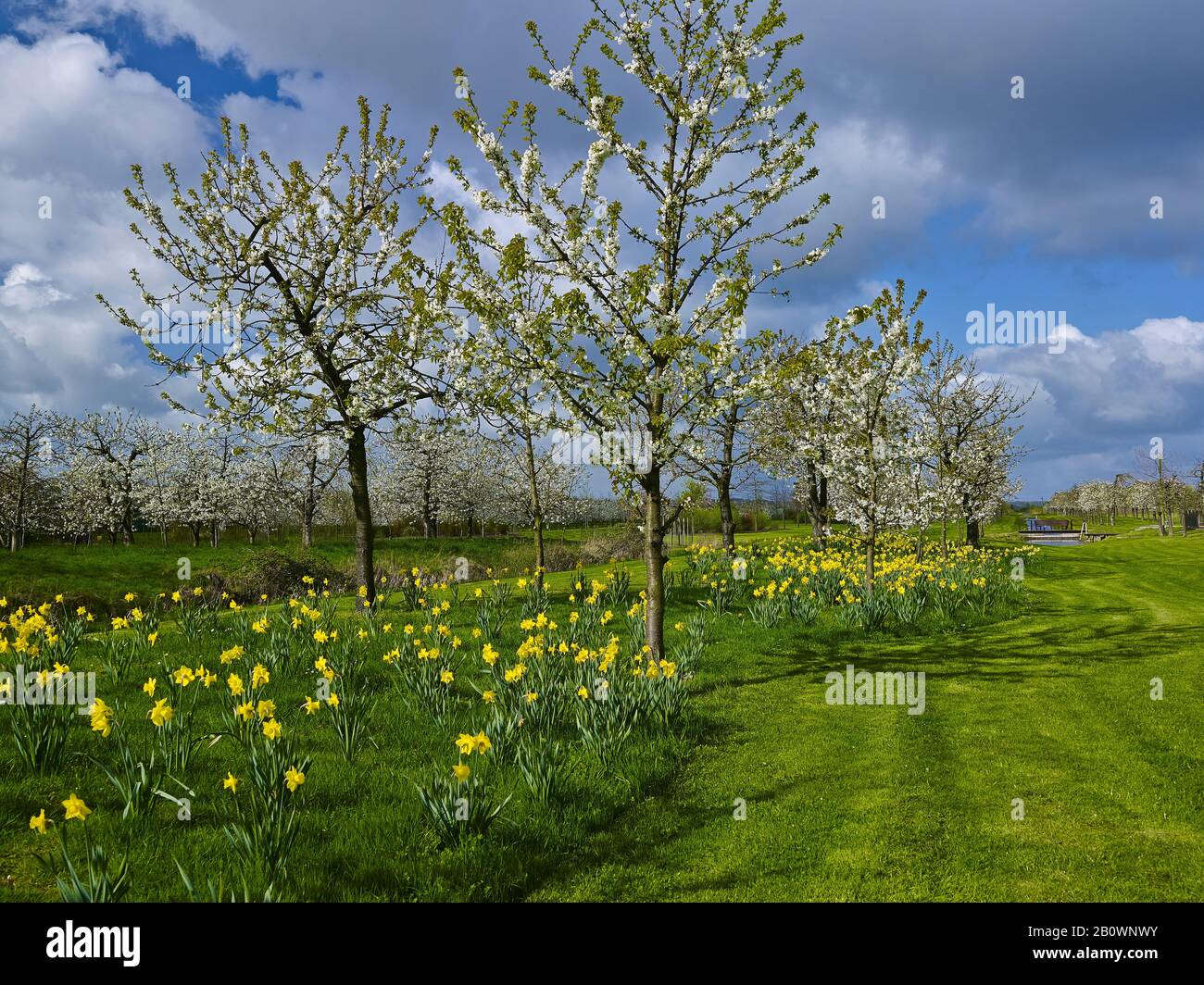 Giardino Frutticolo A Steinkirchen, Altes Land, Landkreis Stade, Bassa Sassonia, Germania, Europa Foto Stock