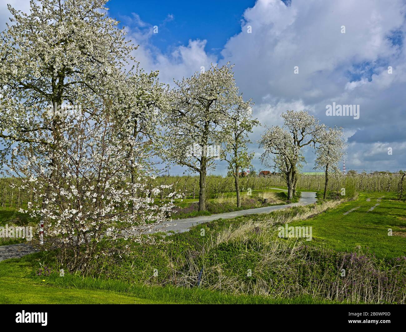 Giardino Frutticolo A Steinkirchen, Altes Land, Landkreis Stade, Bassa Sassonia, Germania, Europa Foto Stock