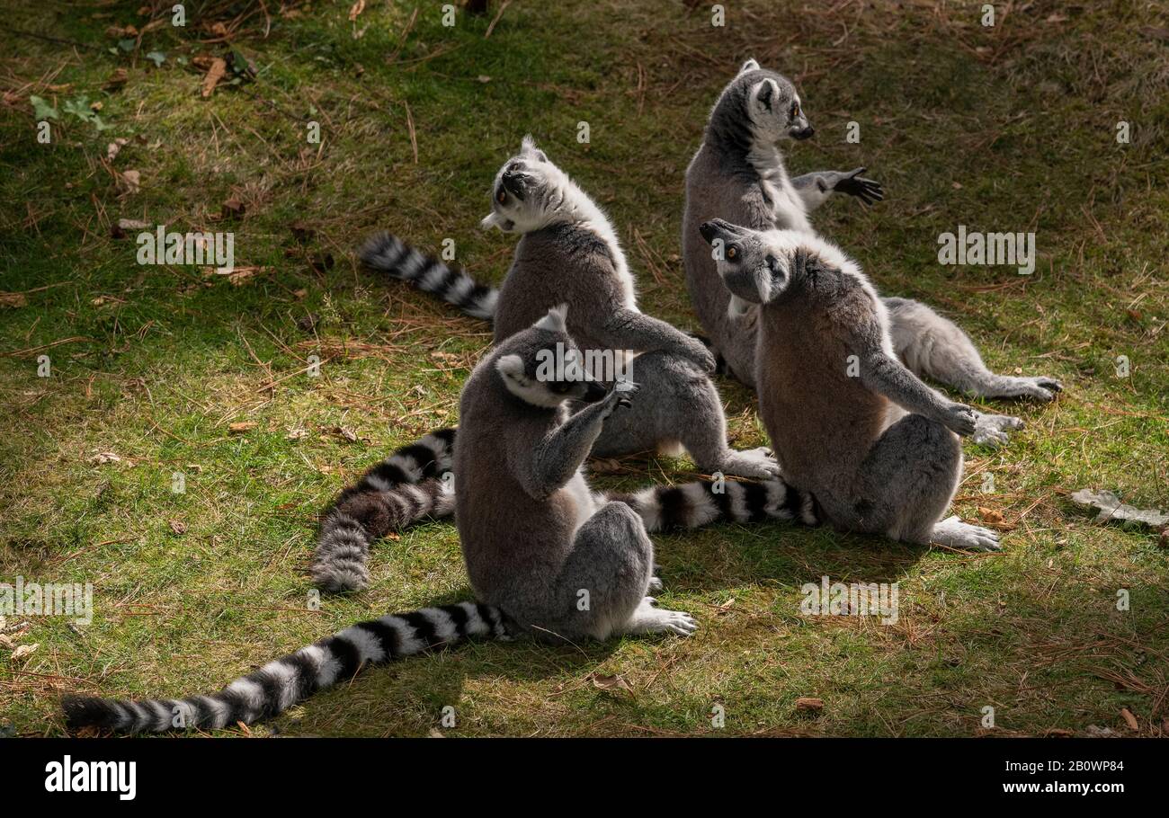Gruppo di lemuri dalla coda ad anello, Lemo corta, allo Zoo e Giardino Botanico di Branféré, Bretagne, Francia Foto Stock