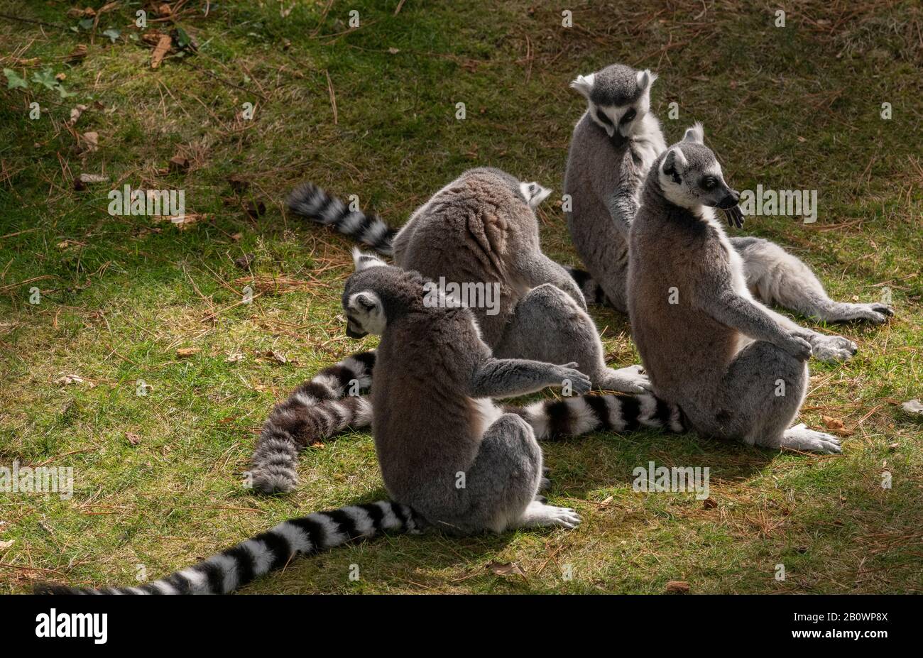 Gruppo di lemuri dalla coda ad anello, Lemo corta, allo Zoo e Giardino Botanico di Branféré, Bretagne, Francia Foto Stock
