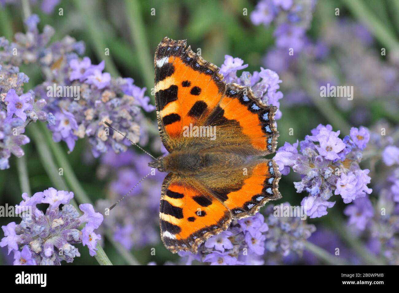 Piccolo Tortoiseshell, farfalla Aglais orticariae sulla lavanda in un giardino estivo inglese. Somerset, Regno Unito Foto Stock