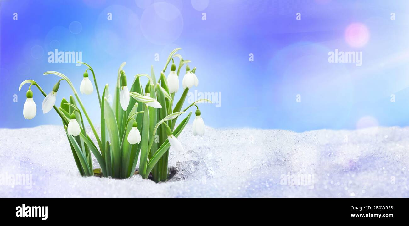 Neve close up, luce del sole, ciuffi di neve sulla natura all'aperto, copia spazio, blu tonato. Sfondo primavera con fiori di gocce di neve. Foto Stock