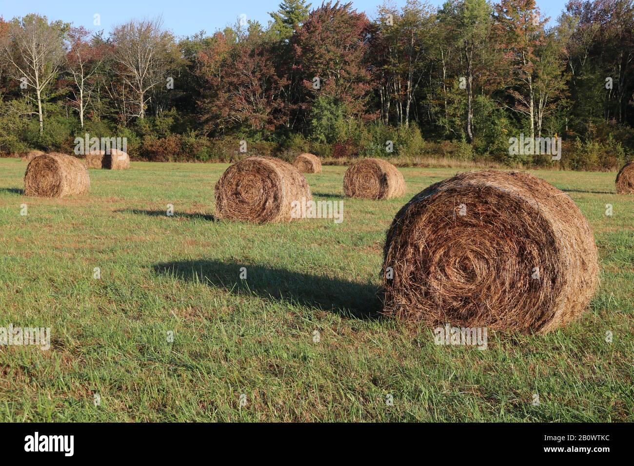 Rotoli di fieno raccolti da un bel campo di fieno in Litchfield, CT. Foto Stock