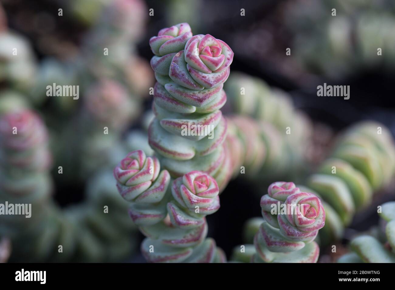 Crassula Marnieriana - pianta di collana di giada, primo piano Foto stock -  Alamy
