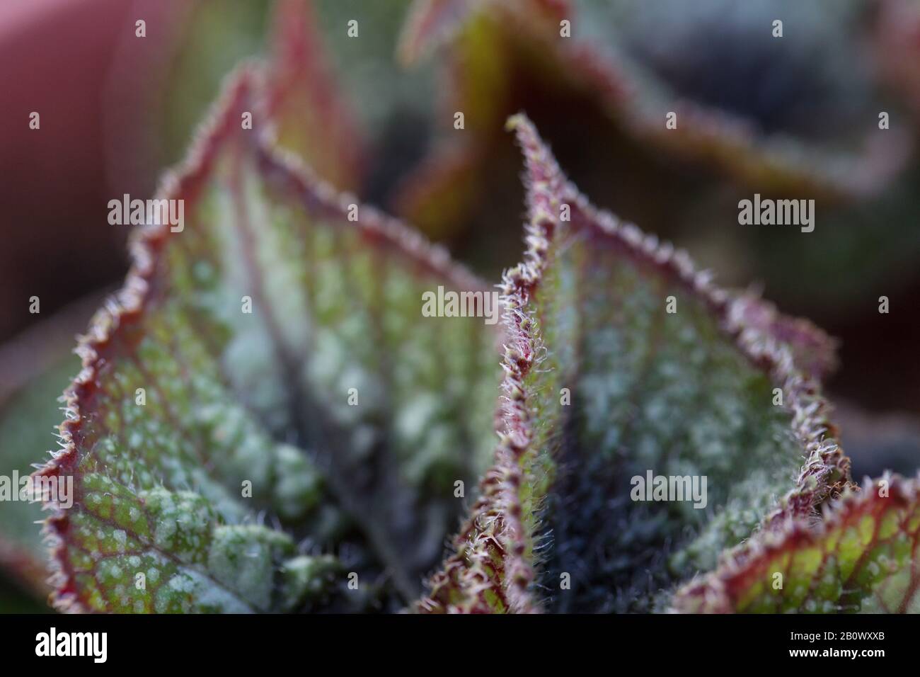 Begonia rex - foglie dipinte di begonia. Foto Stock