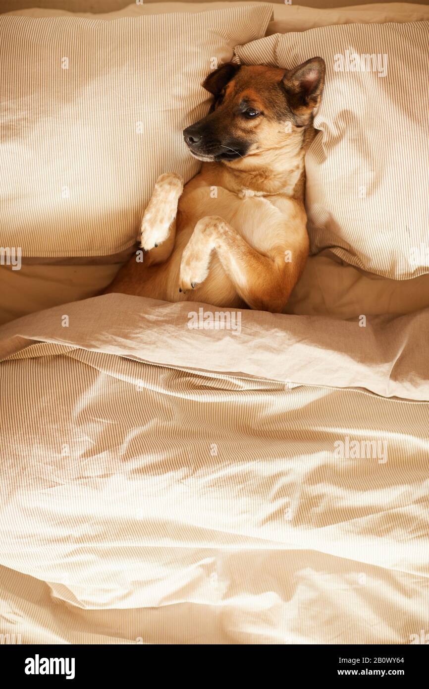 Vista ad alto angolo del pastore tedesco sdraiato sul cuscino e dormendo sotto la coperta a letto nella camera da letto Foto Stock