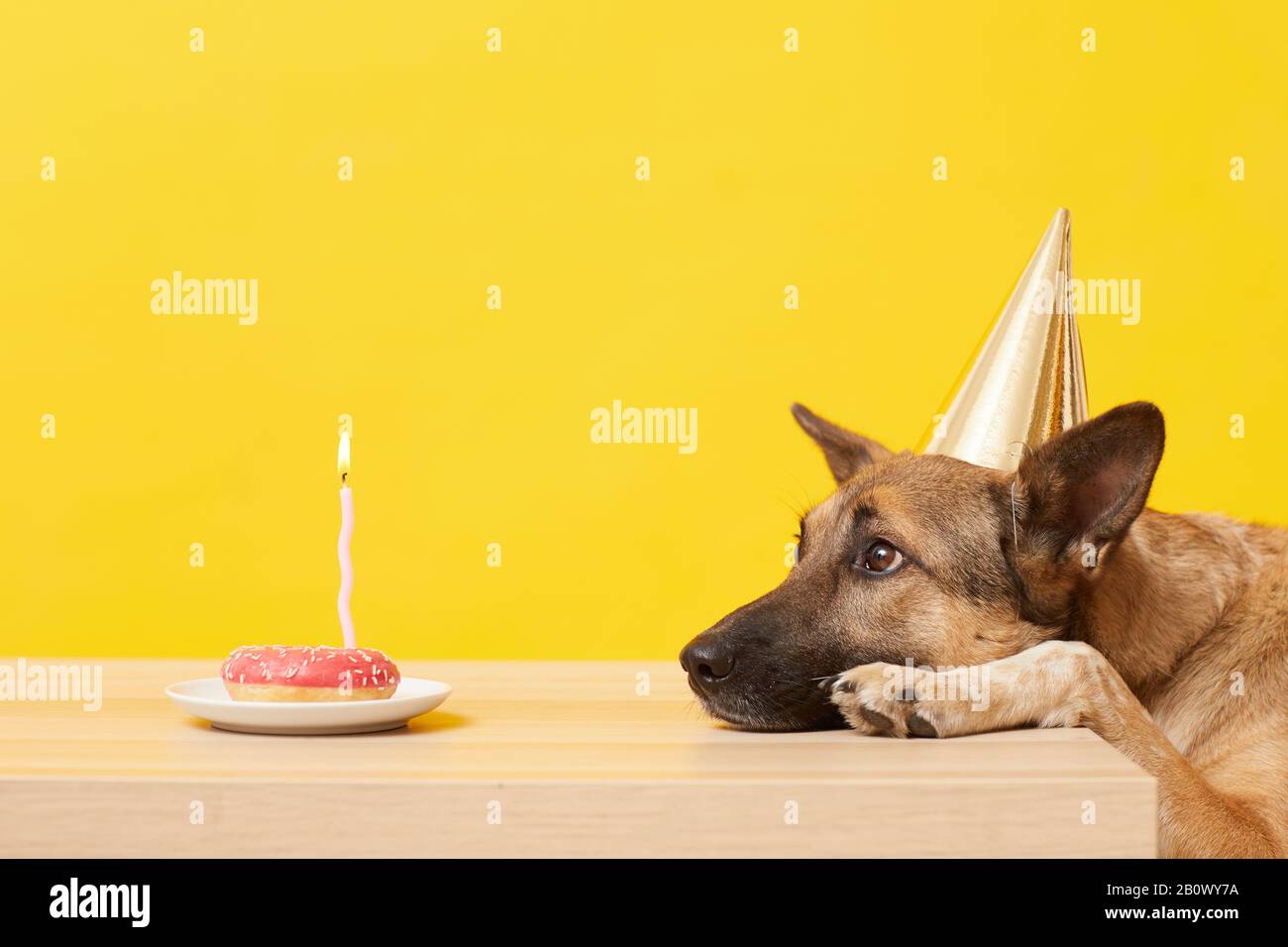 Pastore tedesco in cappello sdraiato sul tavolo e guardando la torta con la candela ha un compleanno Foto Stock