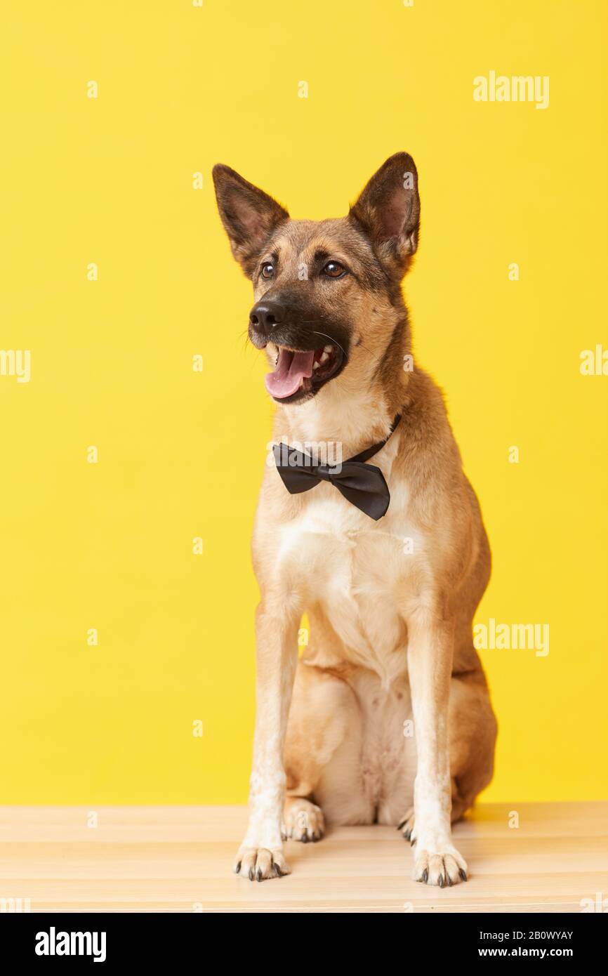 Immagine di un giovane pastore tedesco bello in scollatura posando contro lo sfondo giallo Foto Stock