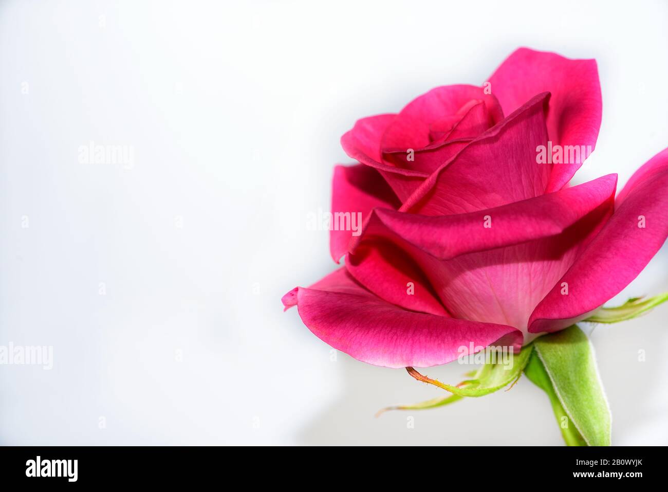 Rosa brillante e fresca su sfondo bianco, spazio per testo, per San Valentino Foto Stock