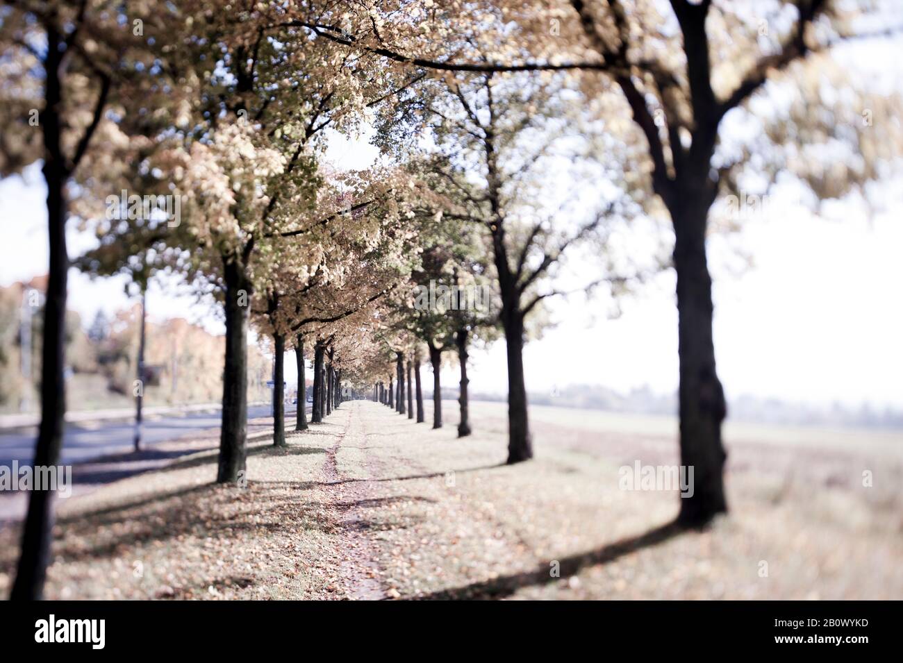 Vicolo con alberi Foto Stock