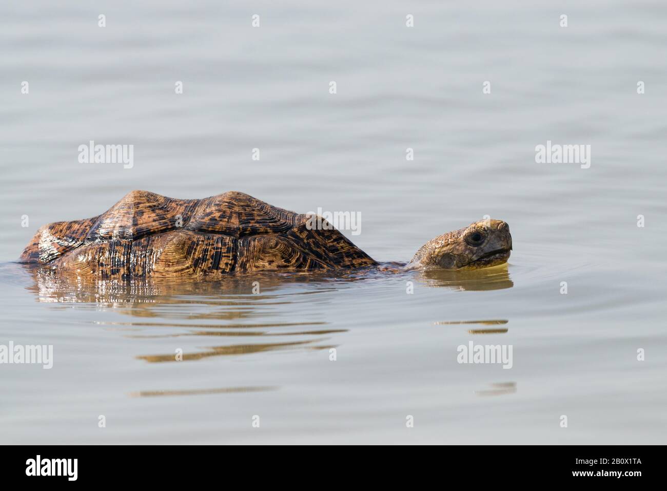 Una tartaruga leopardata (Stigmochelys pardalis) che nuotano nel lago Baringo, Kenya Foto Stock