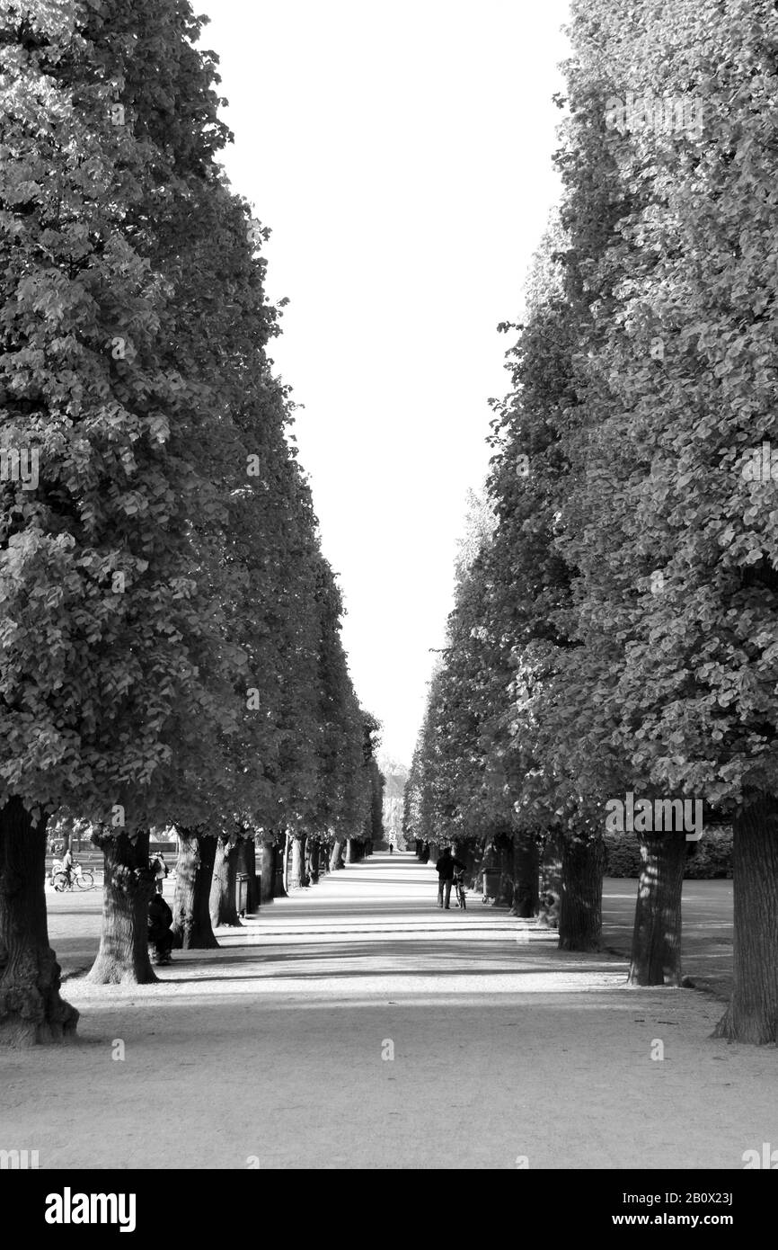 Viale degli alberi nel parco del Castello di Rosenborg, Copenaghen, Danimarca, Foto Stock