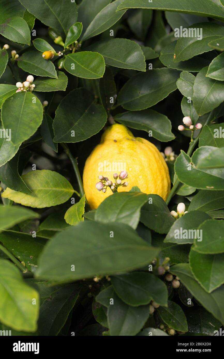 Agrumi × meyeri - un limone meyer che cresce su un albero. Foto Stock