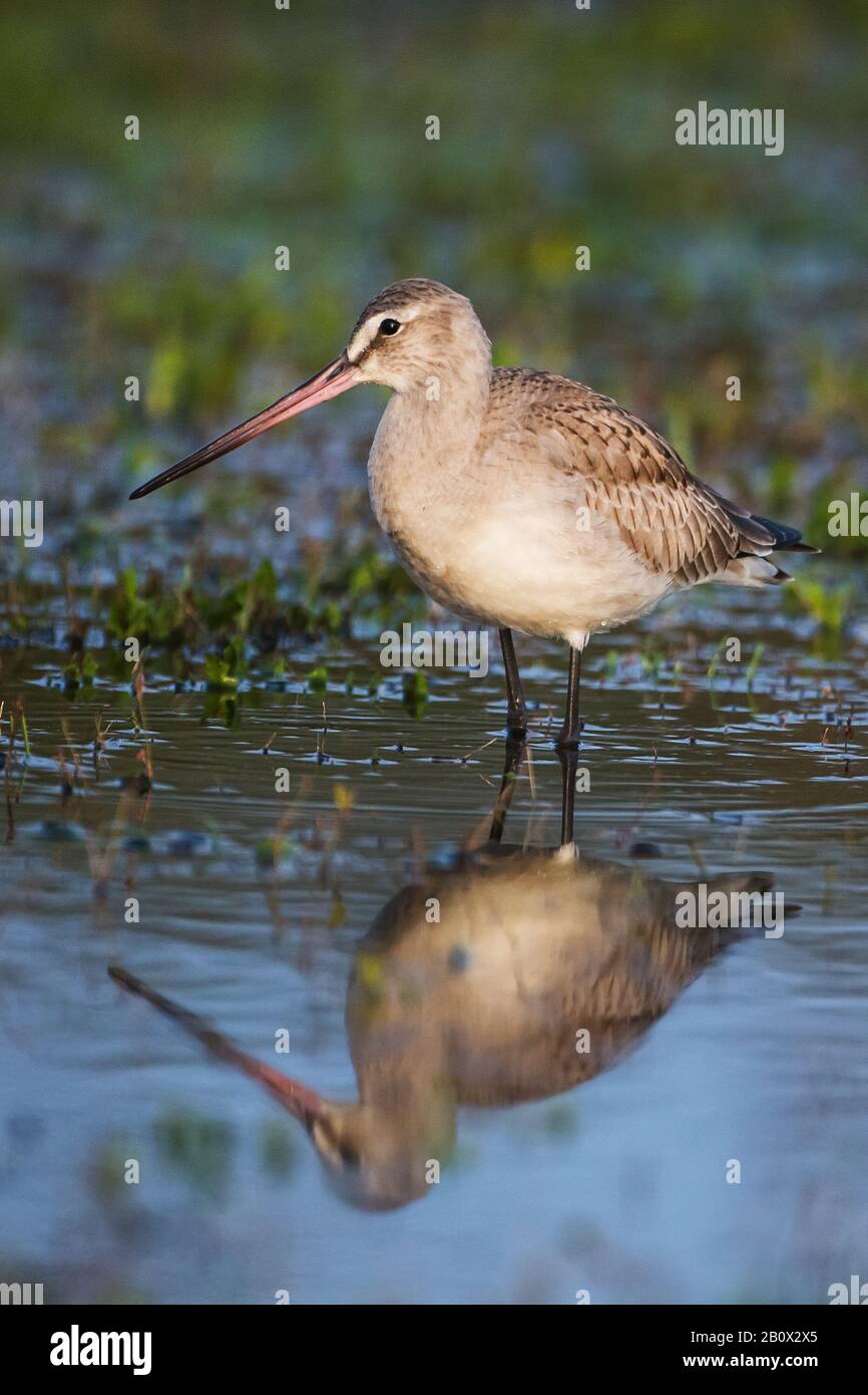 Hudsonian godwit durante la migrazione autunnale Foto Stock