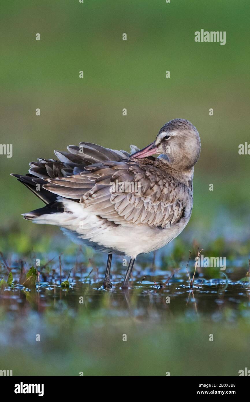 Hudsonian godwit durante la migrazione autunnale Foto Stock