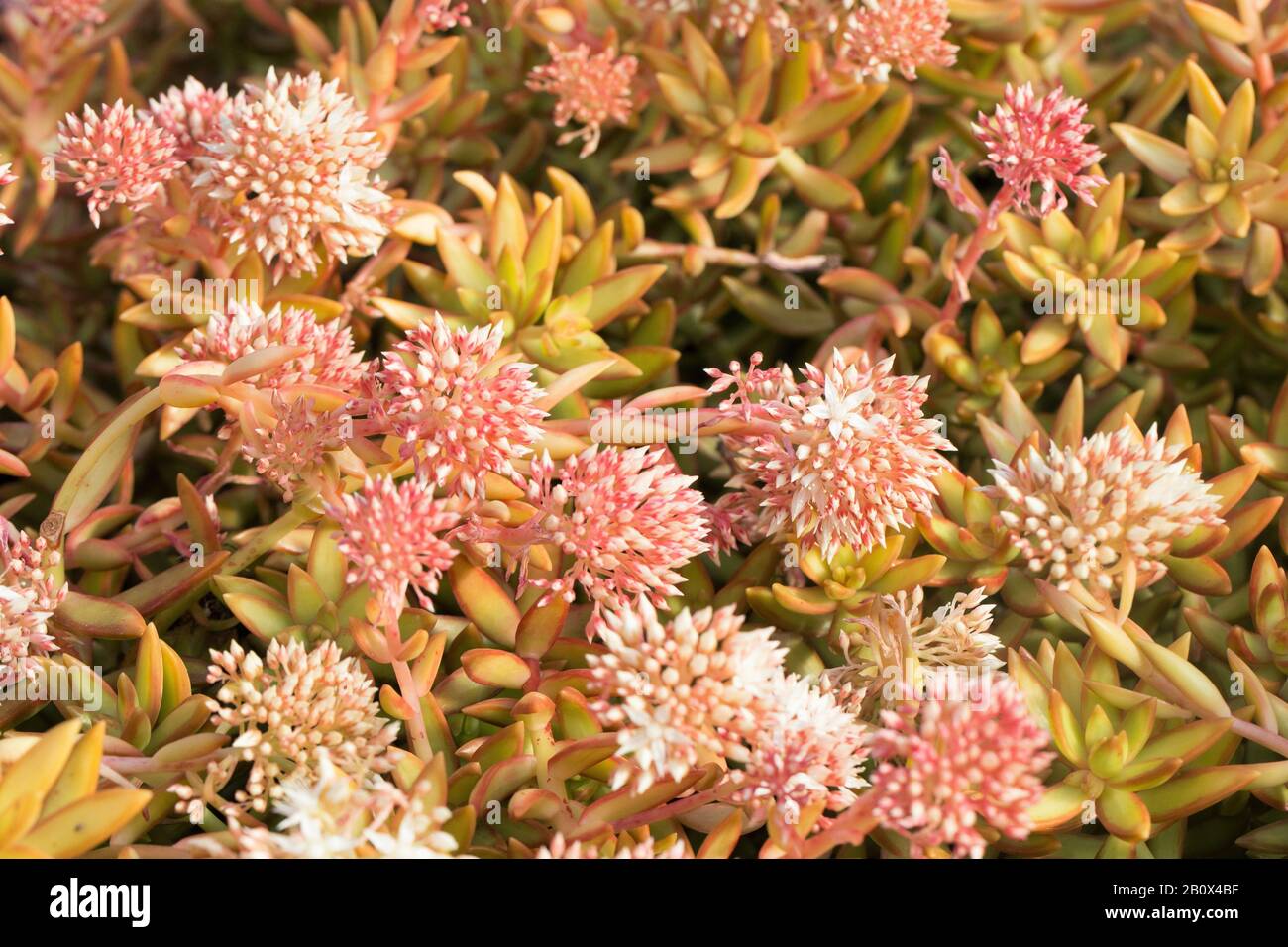 Fioritura Sedum adolphii piante di Firestorm. Foto Stock