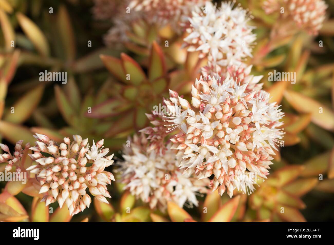 Fioritura Sedum adolphii piante di Firestorm. Foto Stock