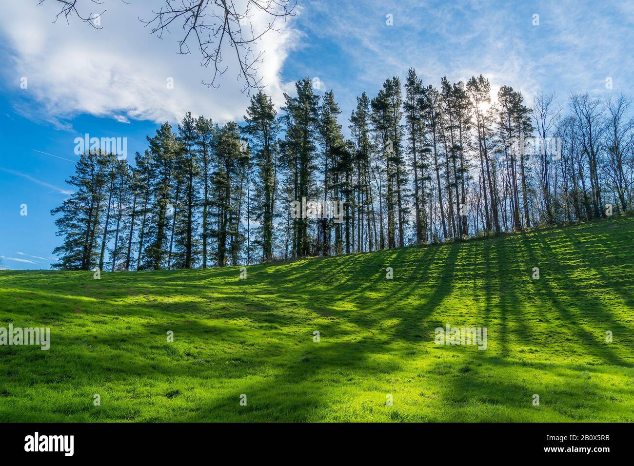 Linee di ombre sul verde. In zona Mendiola. Paesi Baschi. Foto Stock