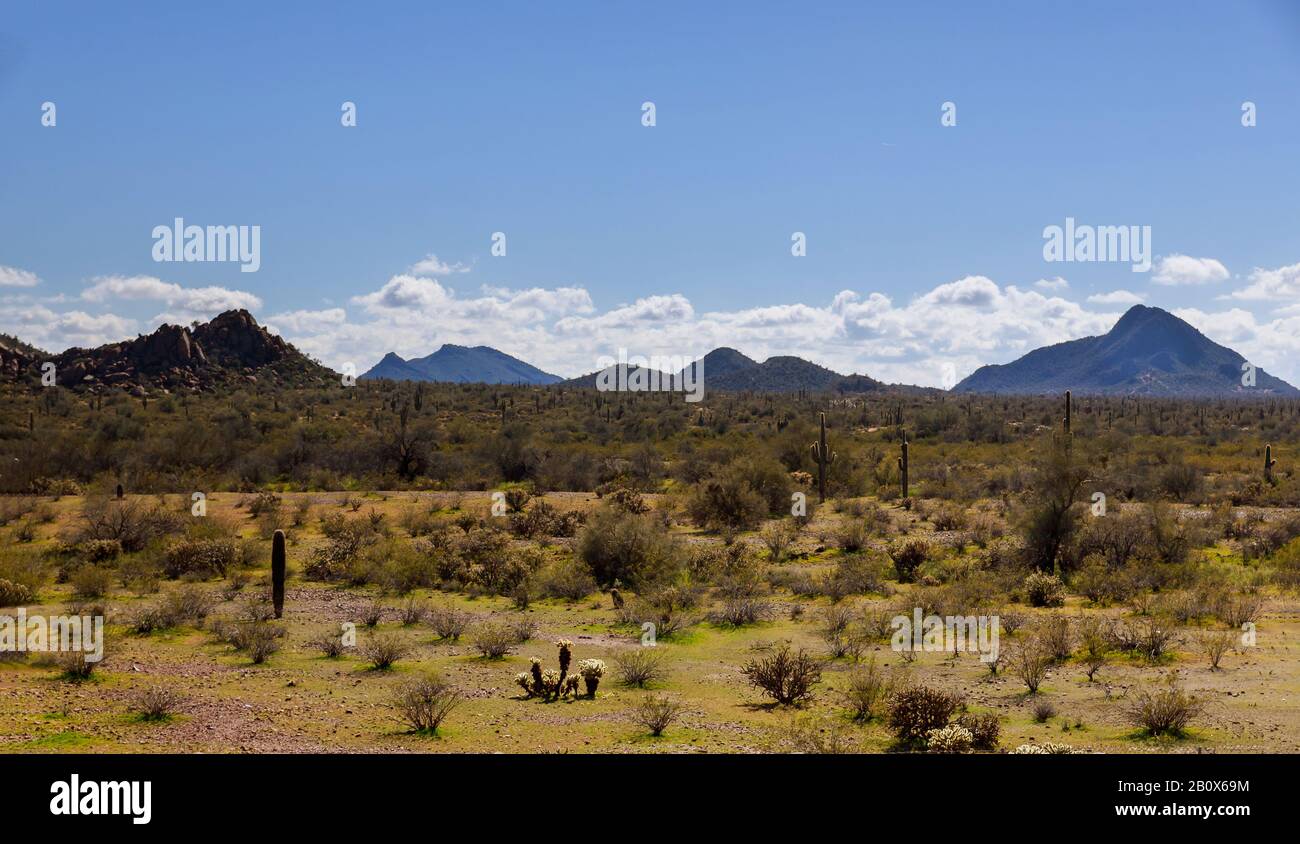 Cactus Saguaro ricoperta di neve Deserto Sonoran Arizona Foto Stock