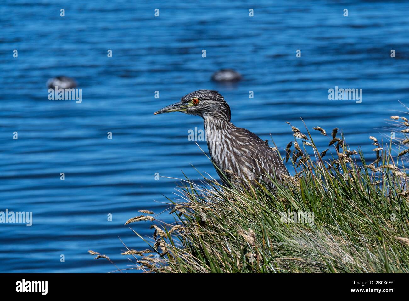 Heron Notturno con corona nera giovanile, Nycticorax nycticorax cyanocephalus, che si trova sulla riva di Long Pond, Sea Lion Island, Falkland Islands Foto Stock