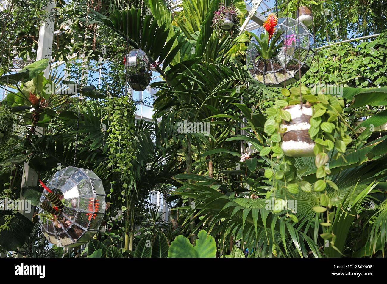 Terrari, Giant Houseplant Takeover, Tropical Zone, Glasshouse, Rhs Garden Wisley, Woking, Surrey, Inghilterra, Gran Bretagna, Regno Unito, Europa Foto Stock