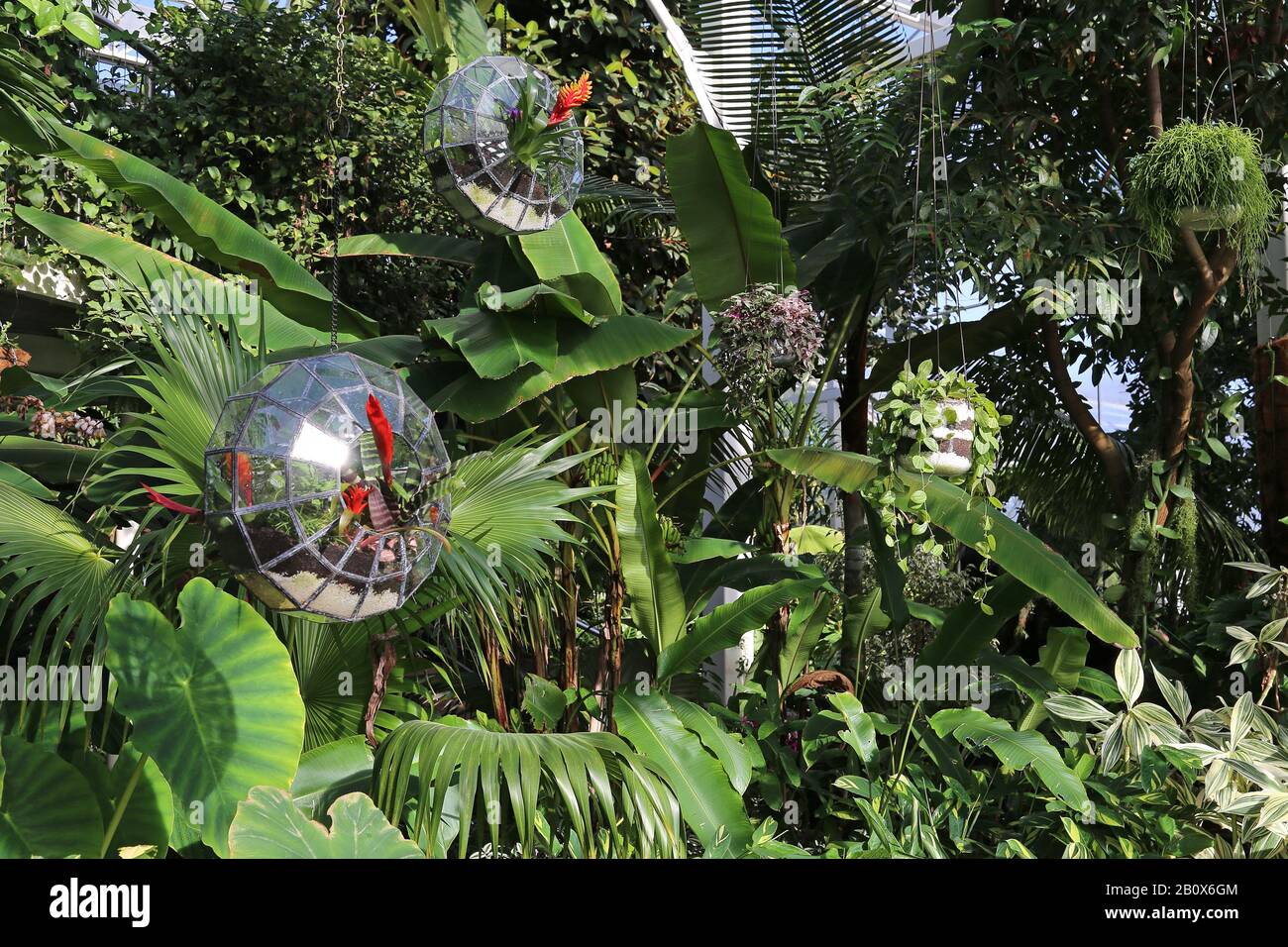 Terrari, Giant Houseplant Takeover, Tropical Zone, Glasshouse, Rhs Garden Wisley, Woking, Surrey, Inghilterra, Gran Bretagna, Regno Unito, Europa Foto Stock