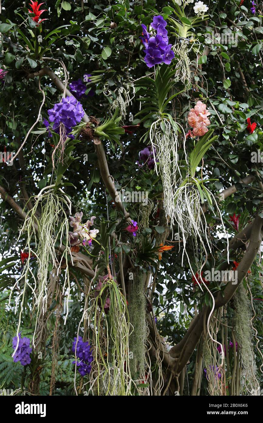 Pianto o Java Fig (Ficus benjamina) con epifiti, Glasshouse, RHS Garden Wisley, Woking, Surrey, Inghilterra, Gran Bretagna, Regno Unito, Europa Foto Stock