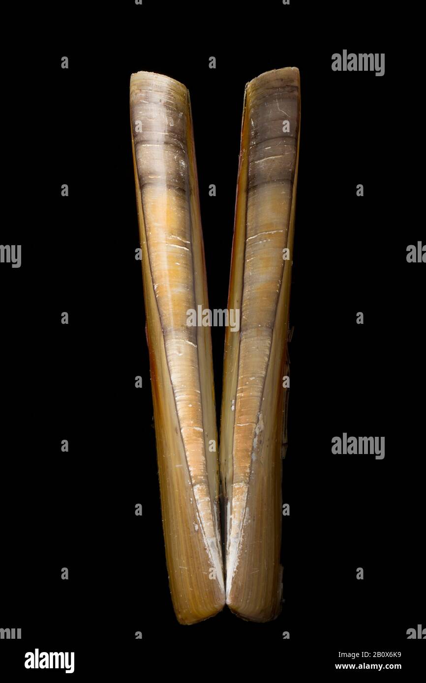 Una capsula vuota Razor Shell, Ensis siliqua, conosciuta anche come un rasoio o pesce rasoio. Questo è stato trovato lavato su una spiaggia di sabbia. Dorset Inghilterra GB Foto Stock