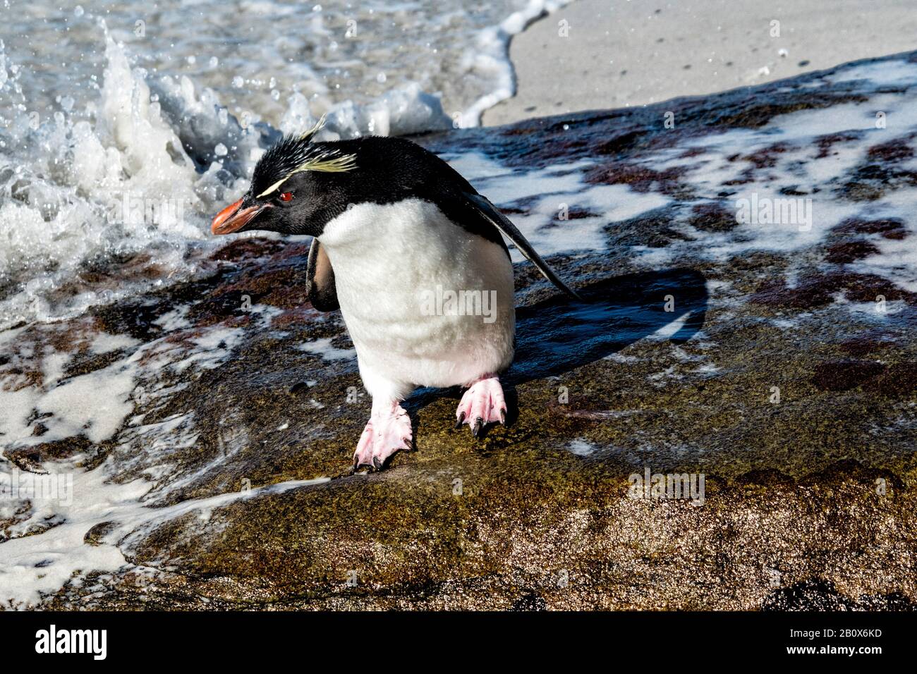 Un pinguino della Rockhopper del sud determinato, Eudyptes (chrysocome) chrysocome, che si erge sulla riva del collo, Saunders Island, Falkland Islands Foto Stock