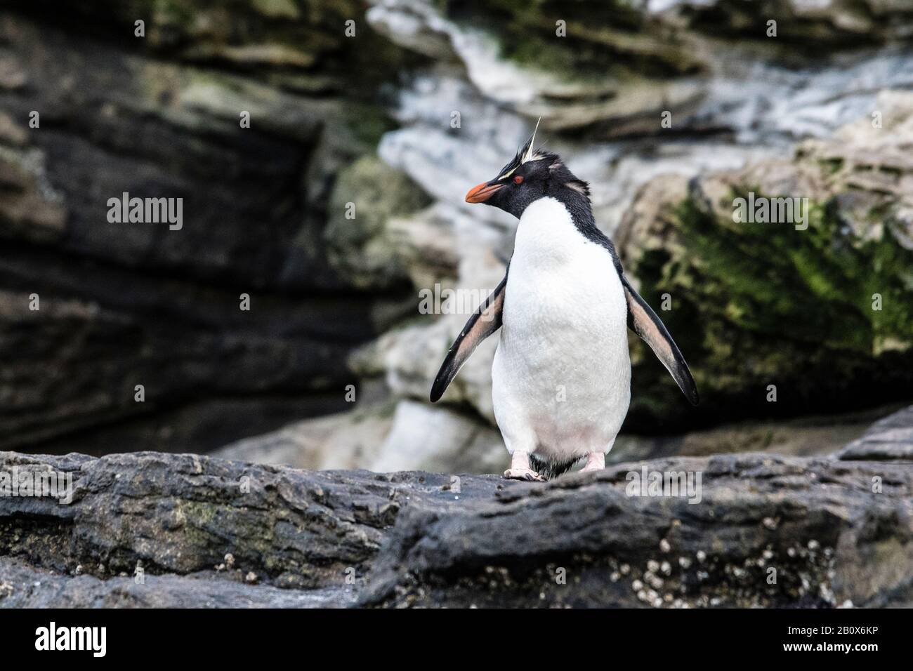 Pinguino del sud della Rockhopper, Eudyptes (crisosocome) crisosocome, che si erge sulle scogliere al collo dell'isola di Saunders, Isole Falkland, Sud Atlantico Foto Stock