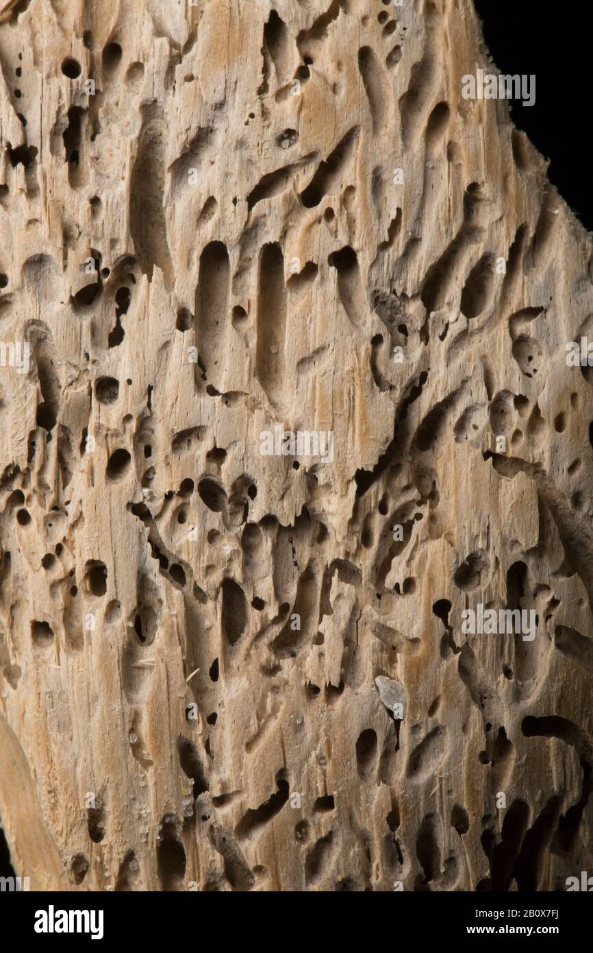 Un esempio di legno martellata trovato lavato su spiaggia di Chesil dopo la tempesta Ciara. I fori sono causati da grimles, Limboria lignorum, che sono piccoli è Foto Stock