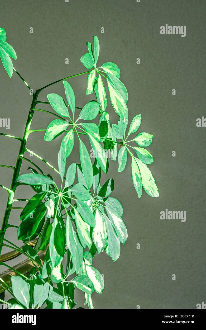 Schefflera Zimmerpflanze Foto Stock