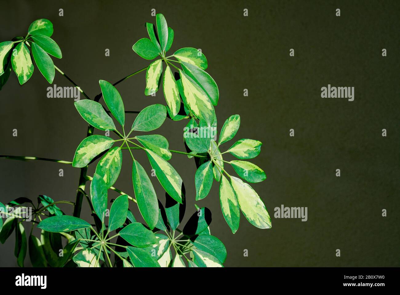 Schefflera Zimmerpflanze Foto Stock