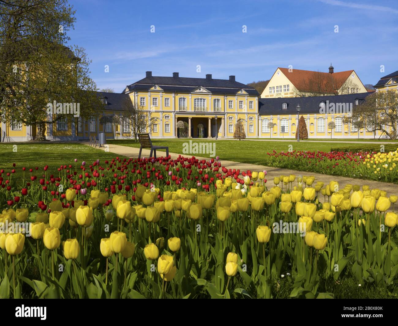 Orangerie con tulipani a Gera, Turingia, Germania, Foto Stock