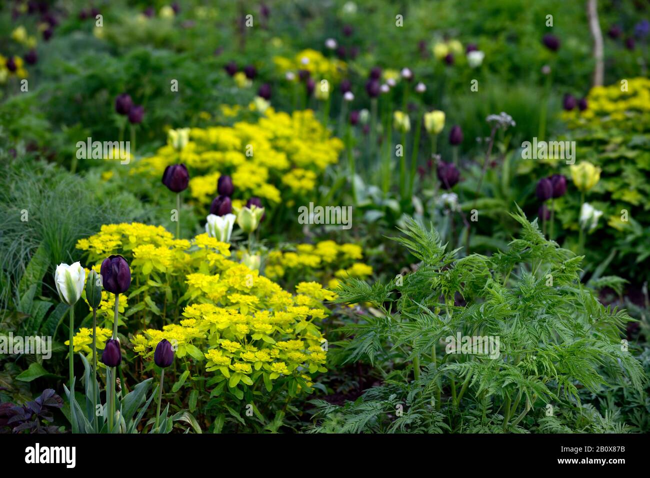 Tulipa regina della notte, tulipa giallo primavera verde, tulipa verde Spirito, euforbia Policroma,Spurge cuscino,epitimoides Euforbia,misto,misto,verde Foto Stock