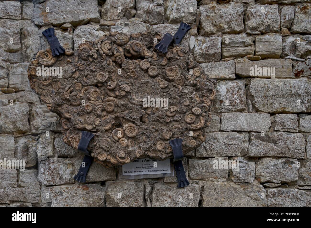 Ammoniten un einer Bruchsteinmauer Foto Stock