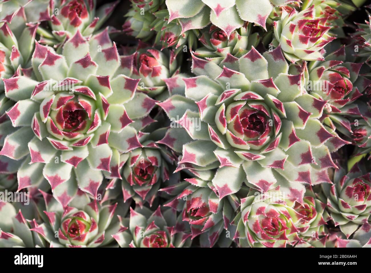 Sempervivum calcareum "ir William Lawrence" pianta succulenta. Foto Stock