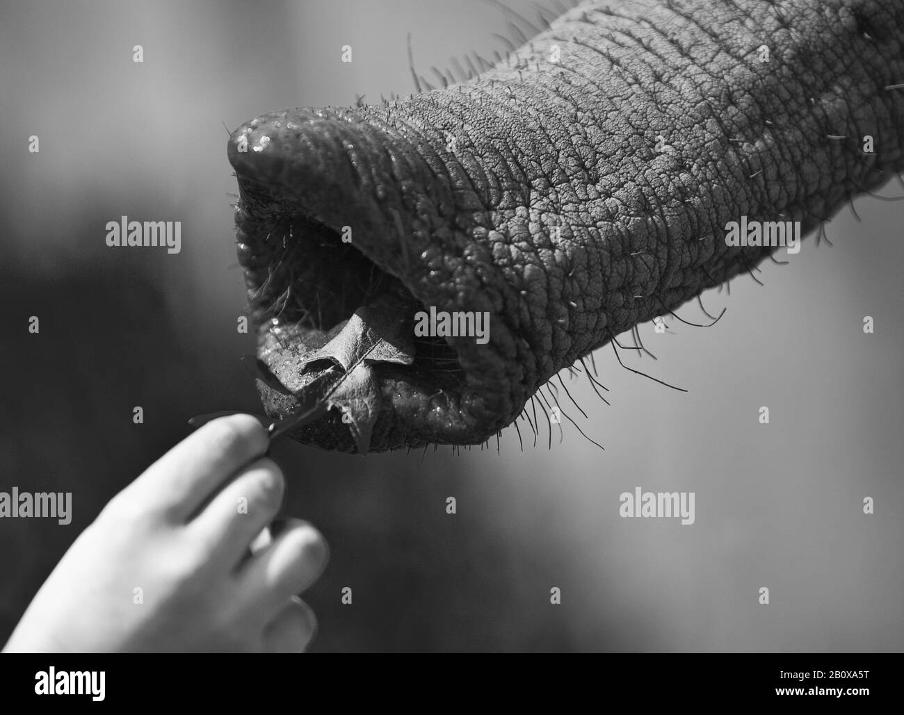 Mano, tronco di elefante, primo piano, b / w, Foto Stock